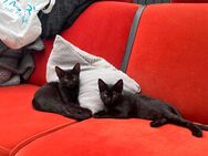Katzenbabys/Kitten/Katzen - Brüggen (Burggemeinde)