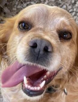 DIANA - bald auf Pflegestelle in NRW - Dänischenhagen