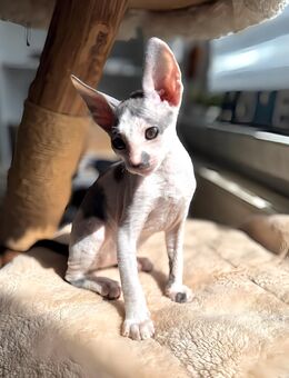 Cornish Rex Kitten Verfügbar - Chemnitz