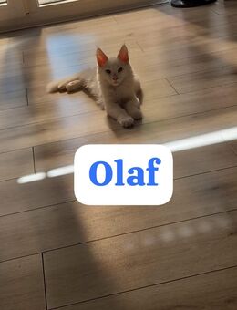 Hübsche Maine Coon Kitten sucht noch ein neuen Kuschel Platz - Nordheim