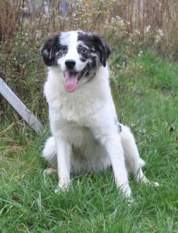 Sidney - junge Dame auf Körbchensuche - Elmshorn