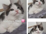 Kitten/ Mädchen/Babykatzen/Katzenbabys Türkisch Van/ Heilige Birma Mix - Aachen