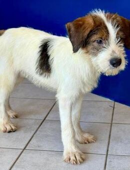 Knuffiger Chap - Hückelhoven