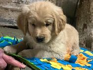 Süsse Doodle Welpen (Golden Retriever, Labradoodle) - Altenmoor