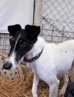 Penelope Foxterriermix Hündin 6 Jahre HU - Reutlingen