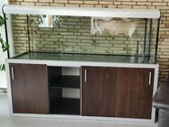Aquarium 648 L 180x60x60cm mit gesamtem Zubehör abzugeben - Essen