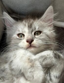 XXL Reinrassige Maine Coon Bärchen mit Stammbaum - Elsdorf (Nordrhein-Westfalen)