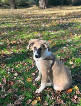 Malinois Mix 10 Monate sucht noch immer dringend zuhause - Waltrop