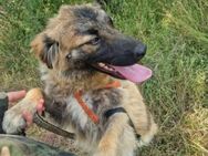 Nox; geschickter, kleiner Meisterdieb - Geilenkirchen