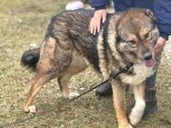 Loyale Raya sucht ländliches Zuhause - München