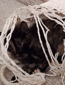 Kitten Mix EKH Schildpatt und roter Kater - Wendelstein