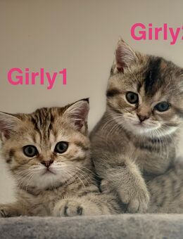 Britisch Kurzhaar Kitten Zwei süße Mädchen abzugeben - Plettenberg