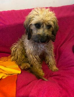 Unser hübscher Pudelmischlingsrüde Jonny wird 2 Jahre alt, ca 40-45 cm , kastr. sucht ein Zuhause - Angern