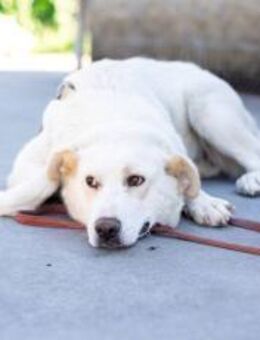 wunderschöne ANWEN sucht ein Zuhause - München