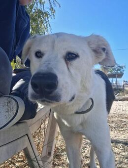 Rocket ist ein sanften Wesen - Wöllstadt
