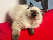 Reinrassige Ragdoll Kitten Weibchen Mädchen Kätzchen Katze - Bitburg