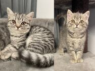 Bkh Katzen Katze Kater Katzen britisch kurzhaar - Düsseldorf