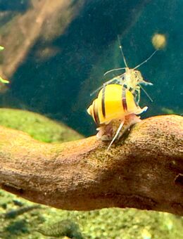 Asolene spixi - Zebra-Apfelschnecke Aquarium Wasserschnecke - Oberursel (Taunus)