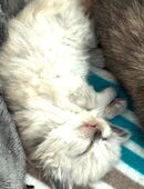 3 reinrassige BKH Kitten in 59077
