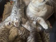 Reinrassige Kitten mit Stammbaum in liebevolle Hände abzugeben - Berlin Mitte