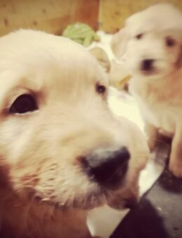 Wunderschöne reinrassige Golden Retriever Welpen suchen Ihre Familien. WIR DÜRFEN AUSZIEHEN !!! - Rottenburg (Neckar)