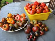 Tomatenpflanzen abzugeben - viele verschiedene Sorten (Cocktail-/Nasch-/Fleisch-/Ochsenherz- und Salattomaten) - Börßum