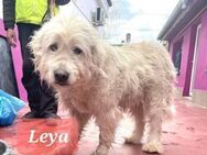🐾❤️ LEYA, ruhig, genügsam - Eichendorf