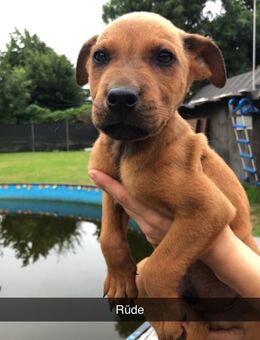 Hunde Welpen mänchen Weibchen - Bremerhaven