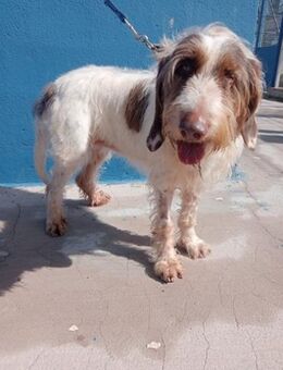 Ekait , Griffonmixdame sucht - Haar