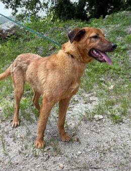 Hübsche Henriette - Eichenzell