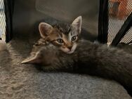 Zwei süße Kitten zu vergeben - Berglen