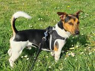 Deckrüde Jack Russell Terrier Mix Dackel - Düsseldorf