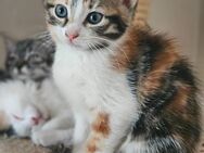 Maine Coon Mix Kitten - Schweix
