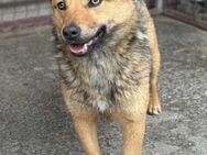 Junghündin Sina sucht liebe Menschen - Neuhausen (Fildern)