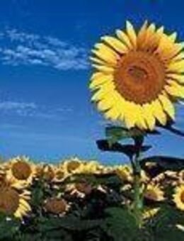 *** Haßloch: Zwei Bauherrenfamilien für 2 Doppelhaushälften gesucht *** - Haßloch