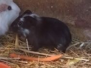 2 Meerschweinmädchen zur Abgabe - Brand-Erbisdorf