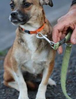 Lina - verschmuste, liebe Hündin - Lohra