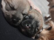 Wunderschöne Yorkshire Terrier/Pomeranian Welpen abzugeben - Herbrechtingen