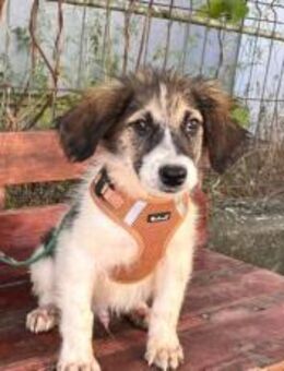 Zuhause gesucht für Bounty - München
