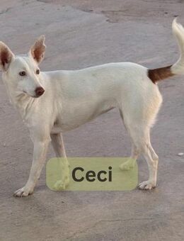 CECI, w., kastr., Podenco-Mix, ca. 40 cm - Sipplingen