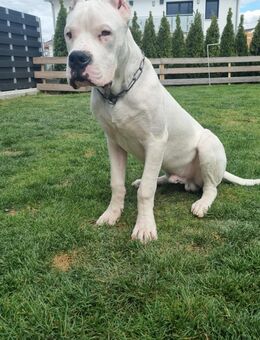 Dogo Argentino Rüde - Lauingen (Donau)