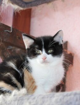 Zuckersüße Maine-Coon-BKH Mischlingskitten - Werdau