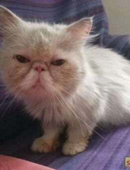 Rocco Perserkater sucht sein Glück - Bad Camberg