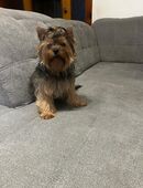 Yorkshire Terrier in 18055