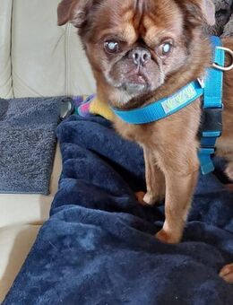 Barni sucht Geborgenheit - Berlin