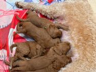 Labradoodl F1bb - Kraichtal Zentrum
