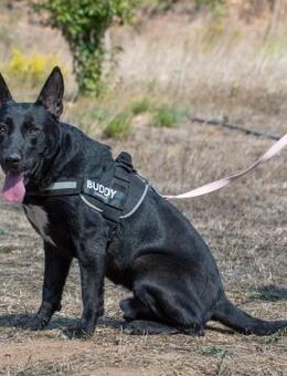 Luke, ein prima Kumpel - Brunstorf