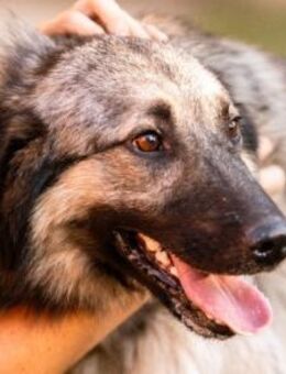 Schenkst Du Buster ein tolles Zuhause? - Hamburg