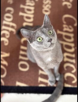 Russisch Blau kitten - Wustermark