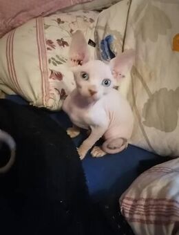 Zuckersüße verschmuste sphynx kitten - Düren